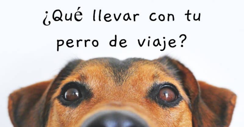 Qu Necesitas Llevar Si Te Vas Con Tu Perro De Viaje qu-necesitas-llevar-si-te-vas-con-tu-perro-de-viaje